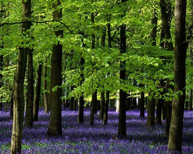 Images ABC Consulting Arborists LLC