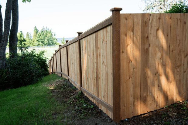 Images Rare Bears Fencing