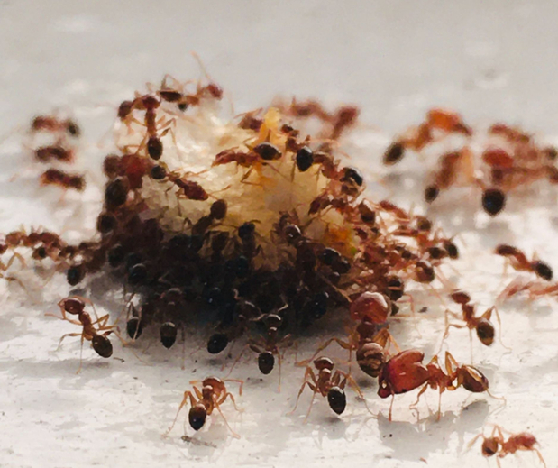Images Amherst Exterminators