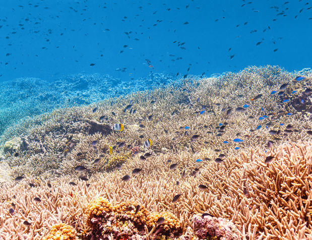 Images Dive Outdoors