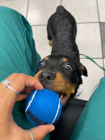 Images VCA Preston Park Animal Hospital