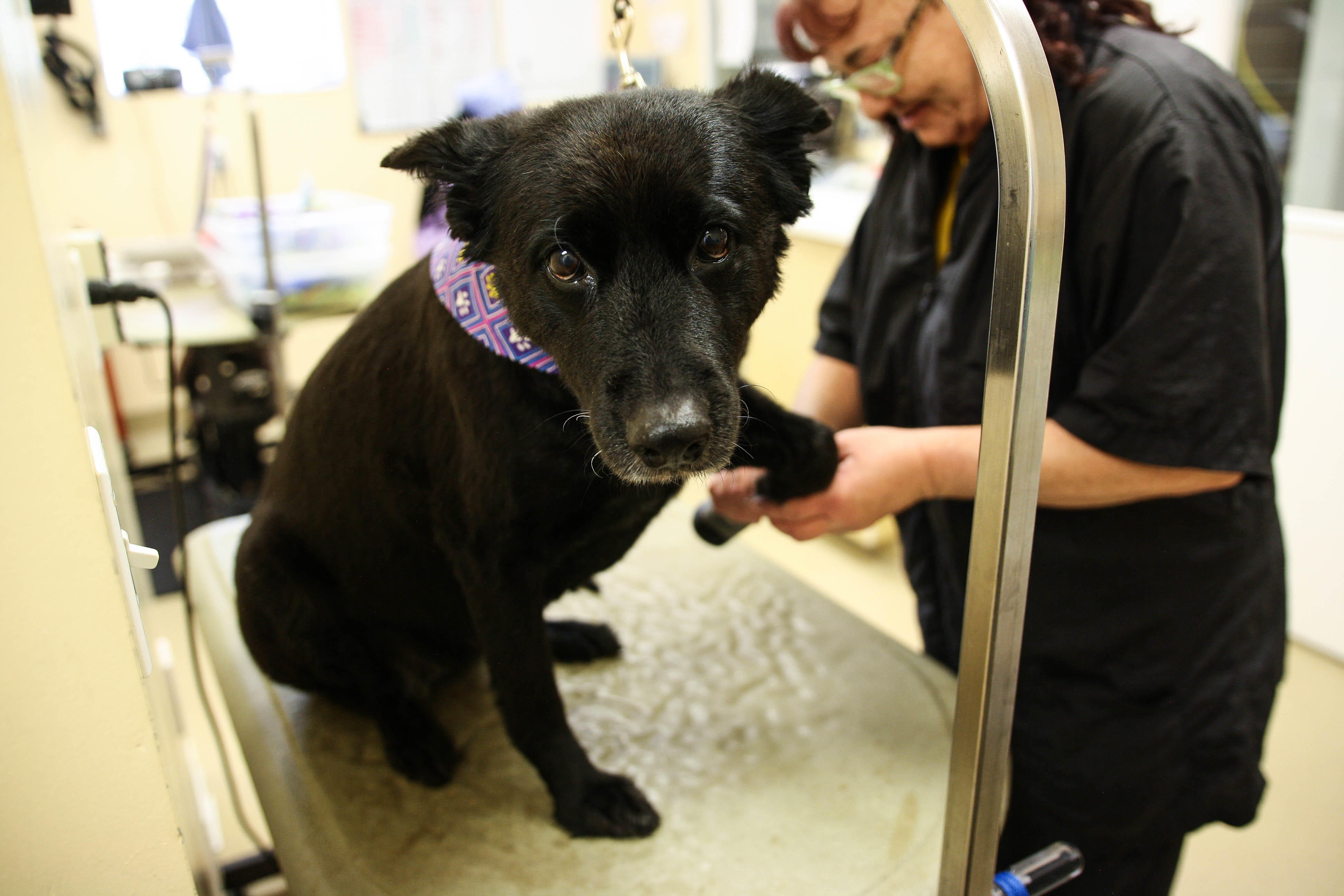 Did you know grooming is a preventative service? Regular grooming gives us an opportunity to detect underlying conditions, skin infections, and parasites.