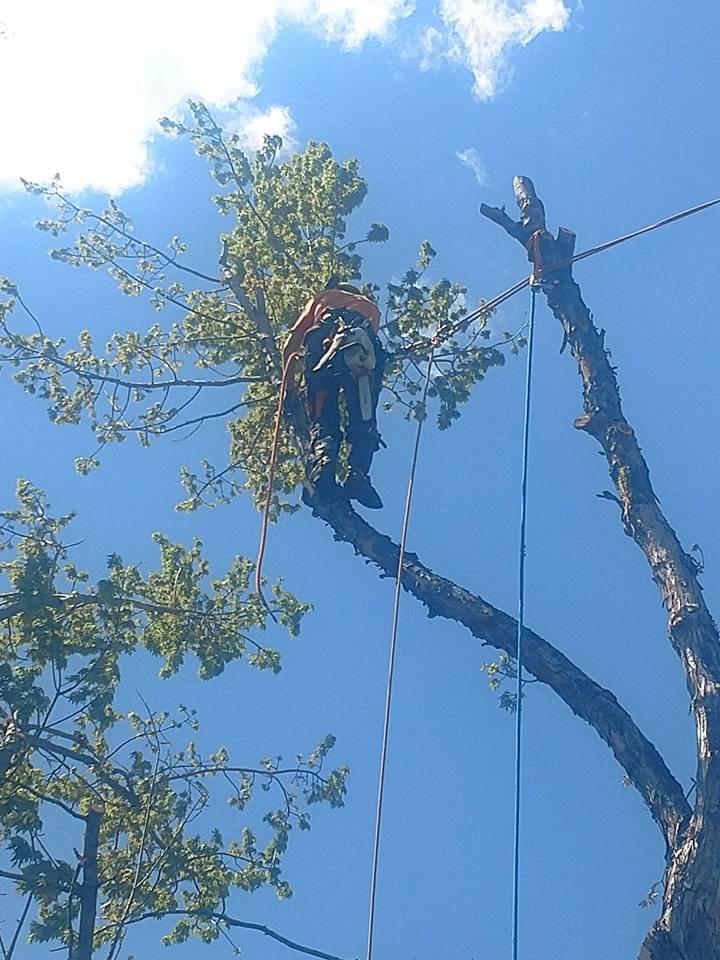 Colorado Tree Specialists Photo
