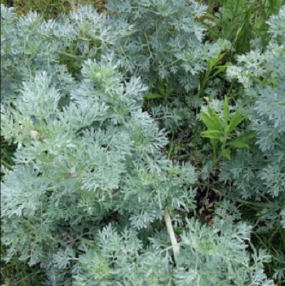 Images Erboristeria Le Piante della Vita