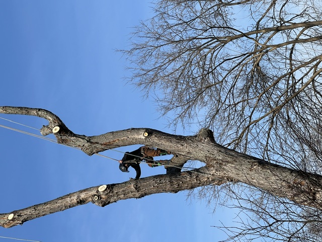 Lucca Landscaping & Construction LLC offers reliable tree cutting services to help manage overgrown, hazardous, or unwanted trees on your property. We handle each job with safety and precision, making sure your landscape remains clean and secure. Our team is experienced in working with trees of all sizes and types, ensuring efficient service with professional results. We’re committed to keeping your outdoor space well-maintained and safe.