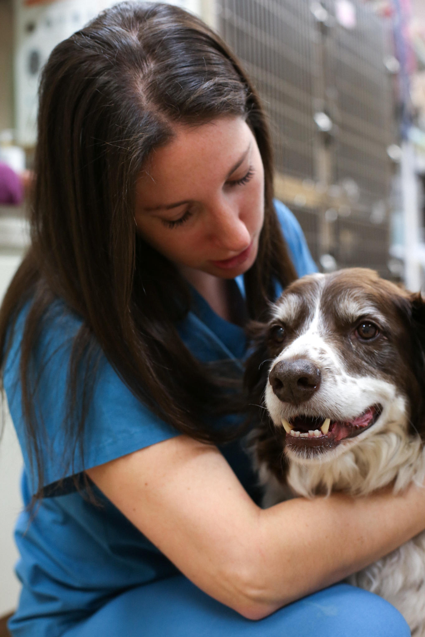 This sweet patient gets some love from one of our compassionate veterinary technicians. At Stevenson Village Veterinary Hospital, we understand how much your pet means to you and your family because we are pet-lovers ourselves!