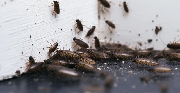 Images Victory Pest Solutions