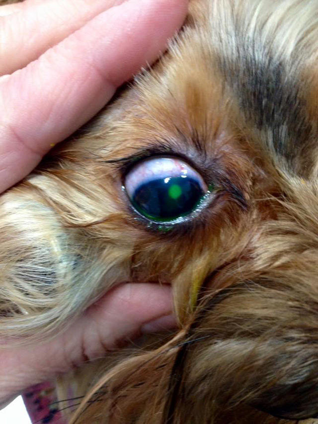 Images Clínica Veterinaria Alquín