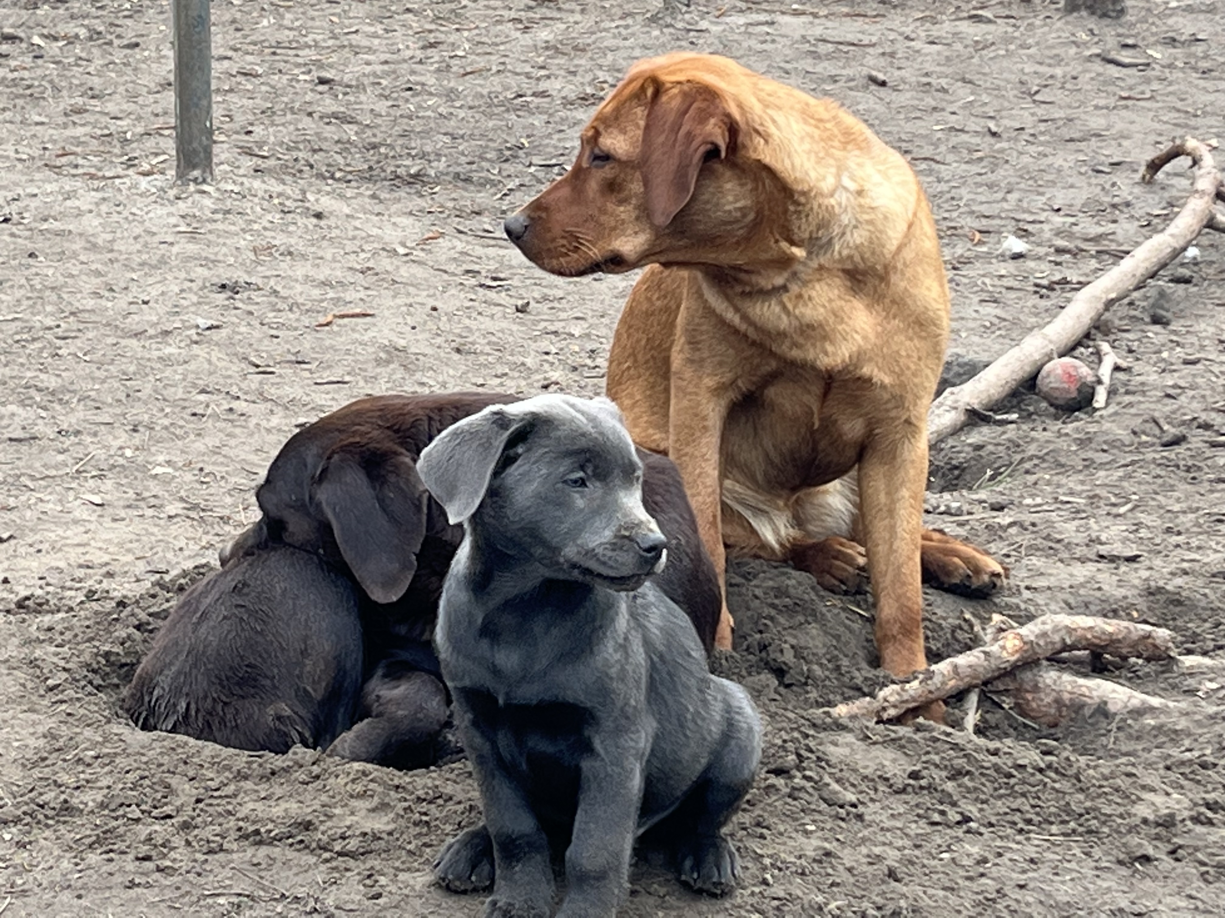 Labbies of Love- prignitz, Berliner Straße 2a in Gumtow