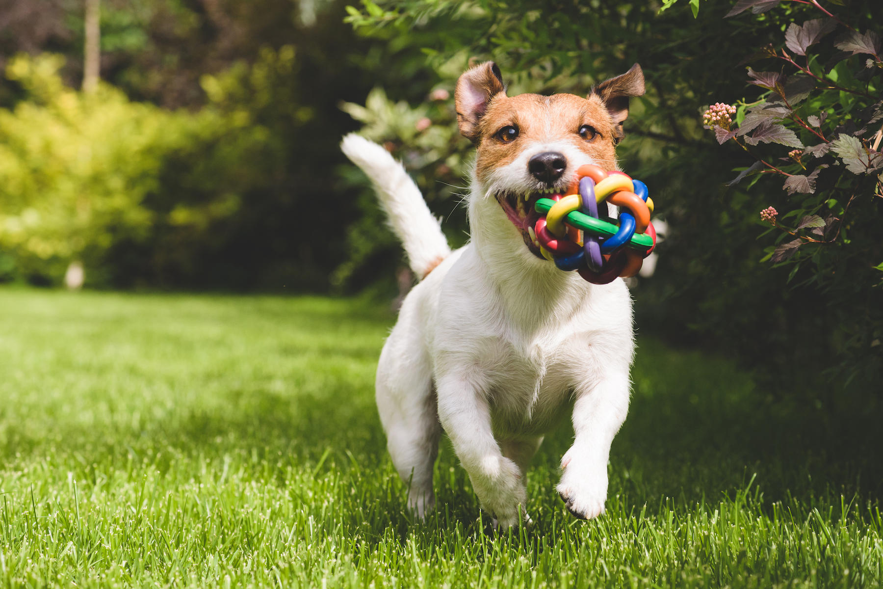 If you have a high-energy dog, you have more experience with the zoomies than you'd probably care to admit. Dogs love to race around the yard, at the dog park, or in any other open space. Unfortunately, the zoomies sometimes hit your fur baby inside too. If you're frustrated with watching your dog zoom around the house, over your furniture, and back again, this article is for you because we have some tips for handling the zoomies.