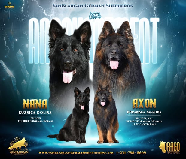 Images VanBlargan German Shepherds