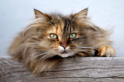 Dieter Ertel, Rohrbacher Str.  28 in Grub