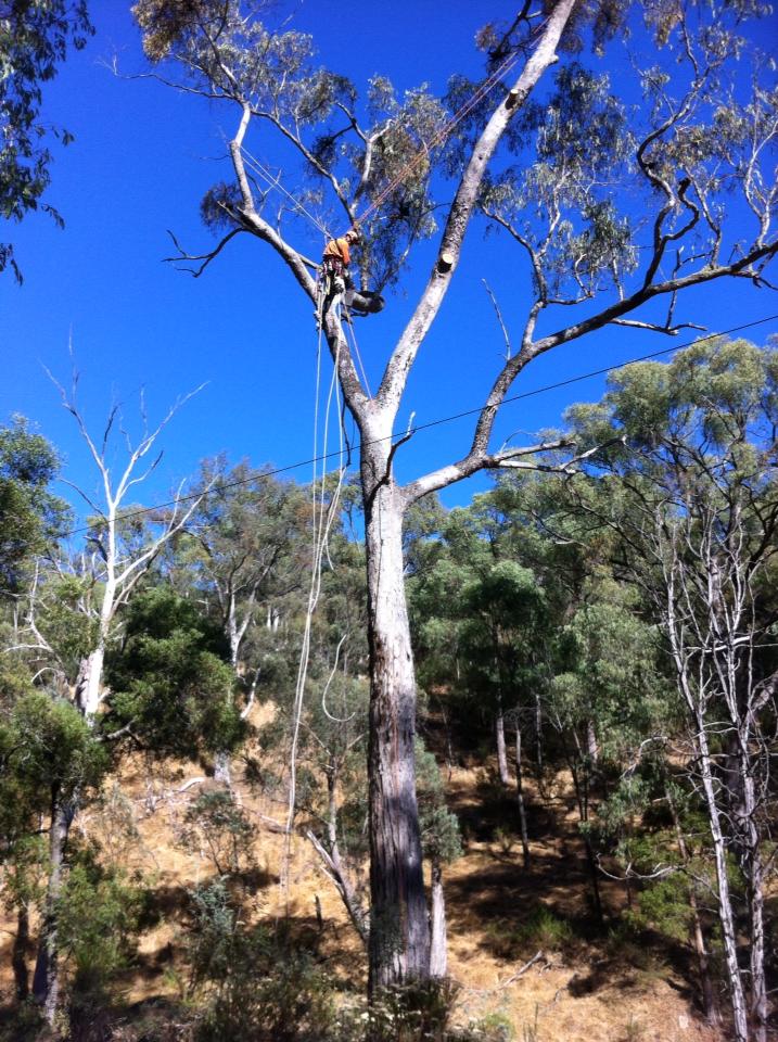 Images Global Arborist Australia