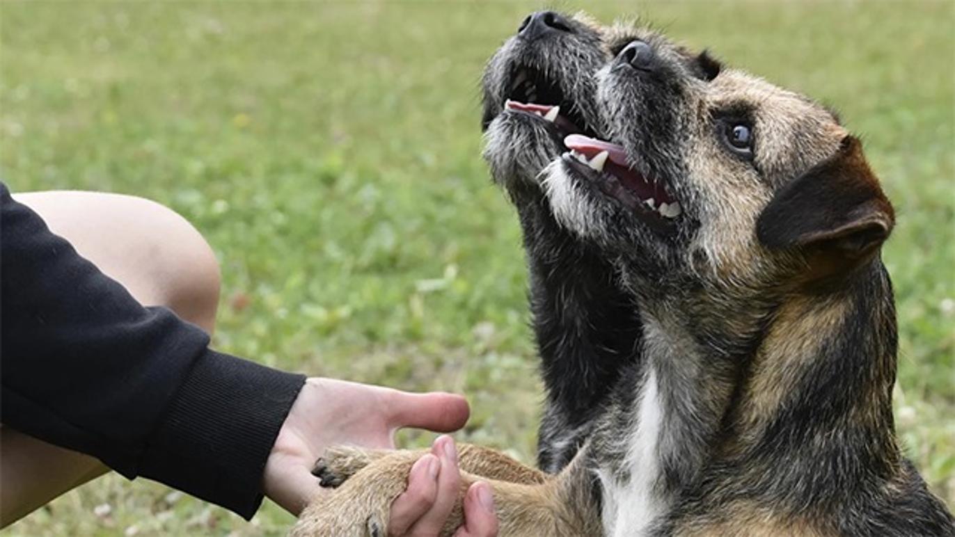 Images DB Hundservice & Specialsök