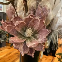 Images Clementines Boutique