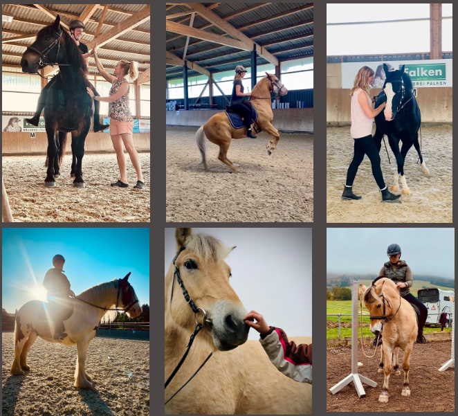 Bilder dm riding Pferdetraining