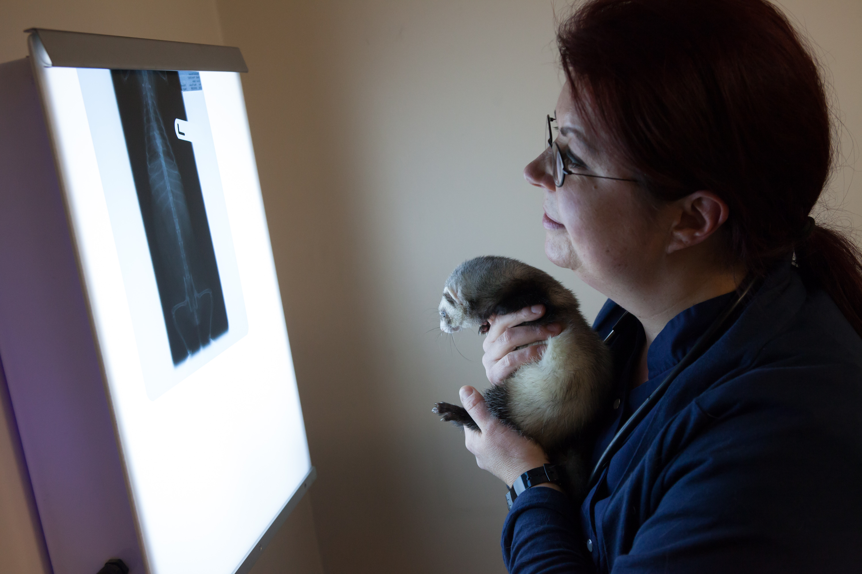 Images The Animal Clinic