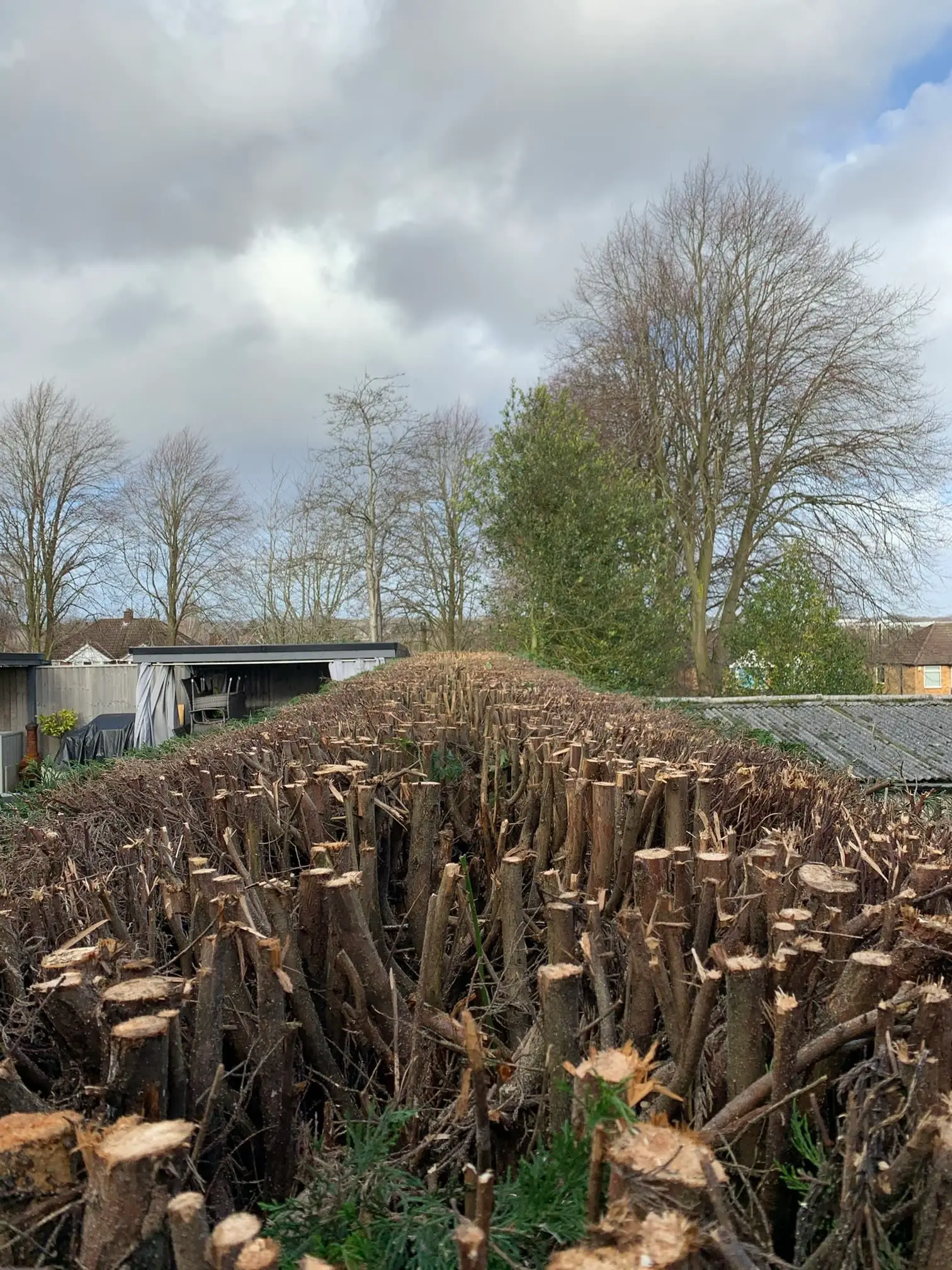 Images Tree Wise Men Warwickshire Ltd