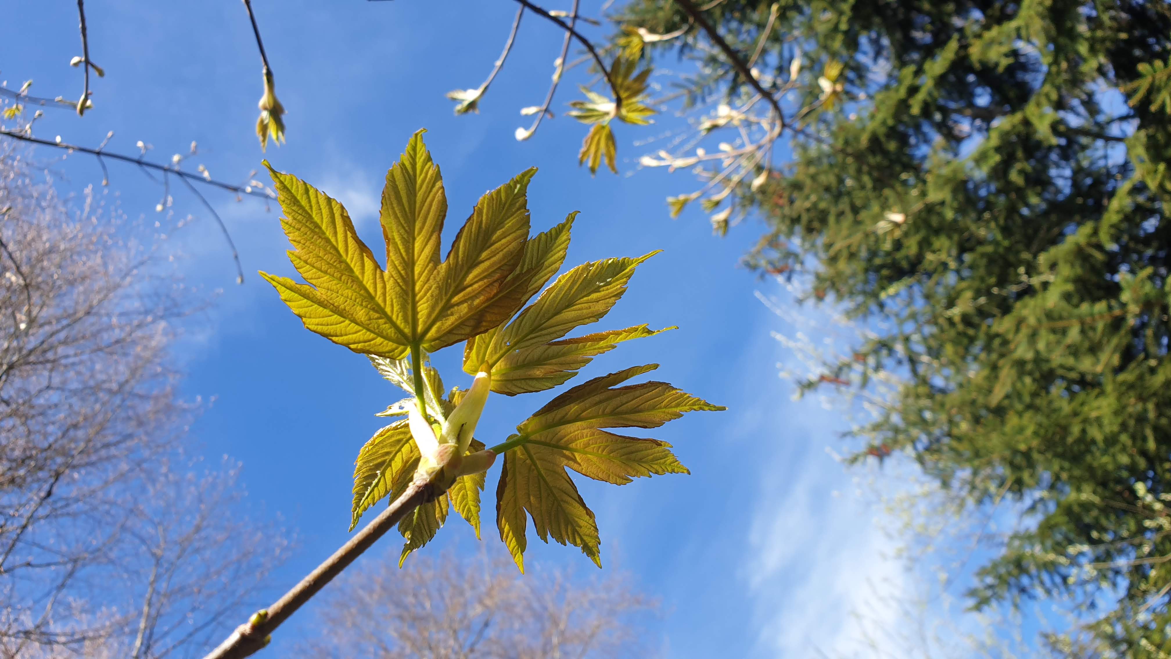 Jürg Hinni – Zurück zu den Wurzeln, Rümligenstrasse 30 in Rümligen