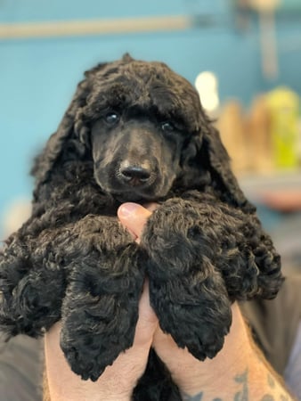 Images San Diego Grooming Academy