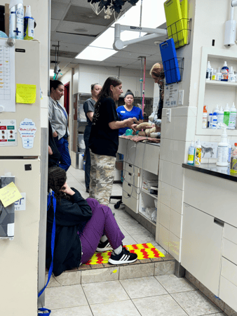Images Madison Animal Hospital