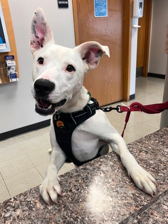 Images VCA Green Animal Hospital