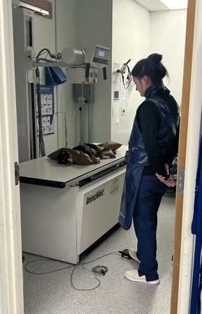 Images VCA Far Country Animal Hospital