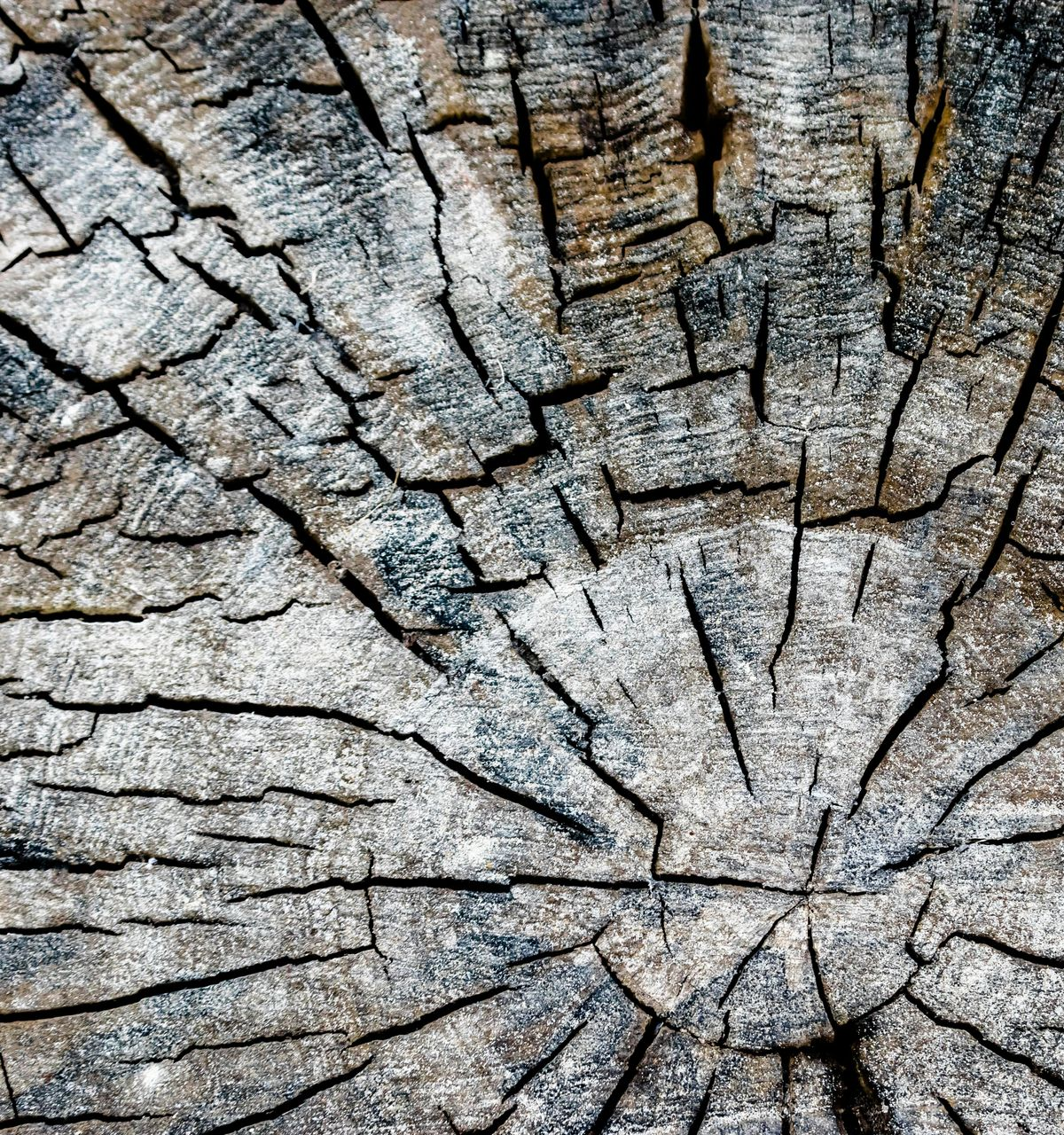 Black Swamp Tree Services Image