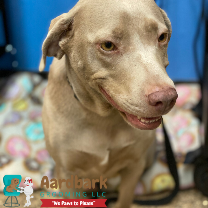 Aardbark Grooming Photo