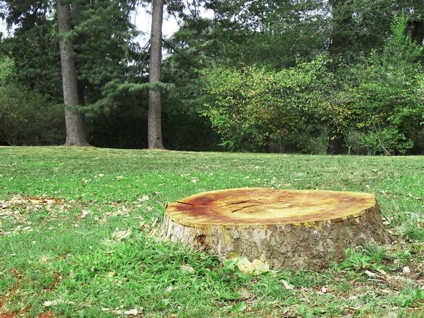 Images Tony J. Bricker Tree Service