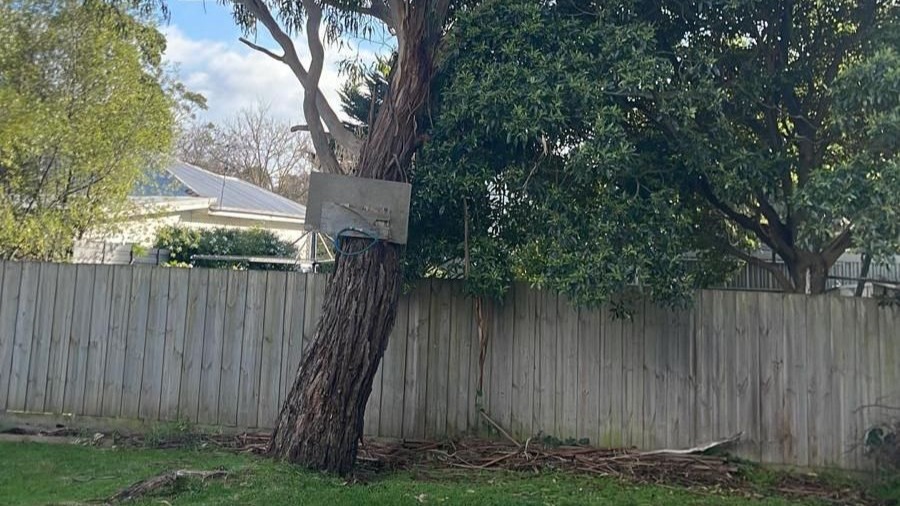 Images Mojo Tree And Stump Removal