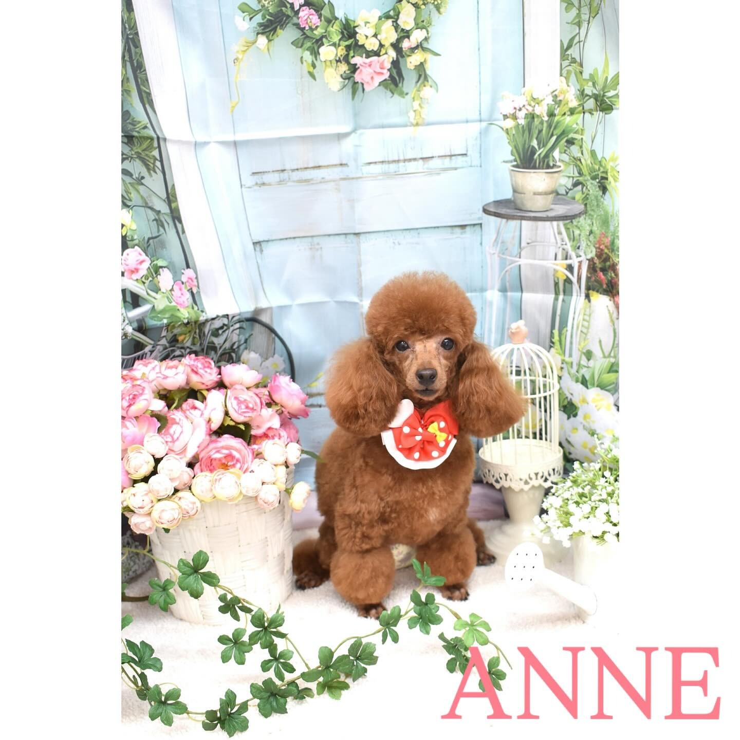 Images わんわんスタイルANNE