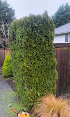 Images Alexa's Tree Service