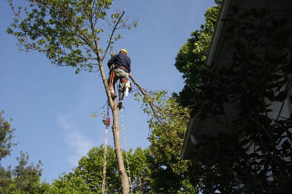 A Professional Tree Service Lexington (859)271-4056