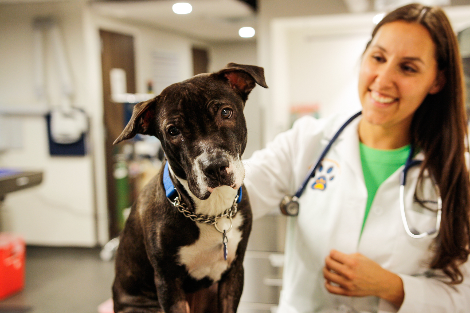 The veterinarians are Pure Paws care deeply for their clients and their pets. That’s why they work hard to keep your pet happy and healthy.