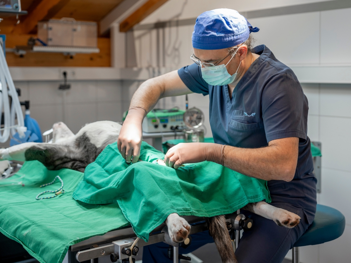 Bilder Tierarzt Limeshain, Kleintierzentrum Kilb&Team