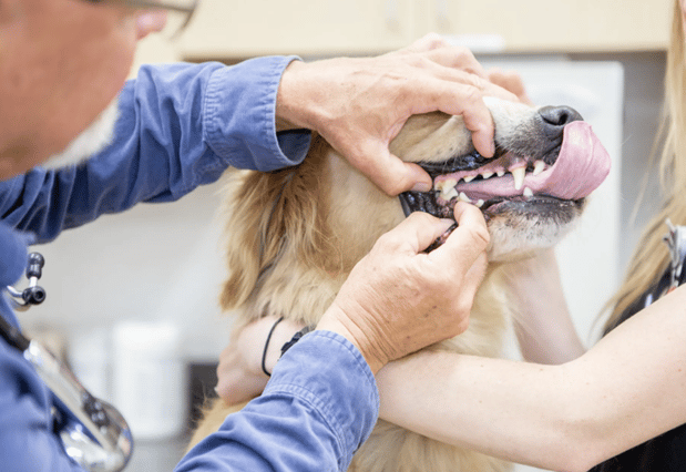 Images Crescenta Cañada Pet Hospital