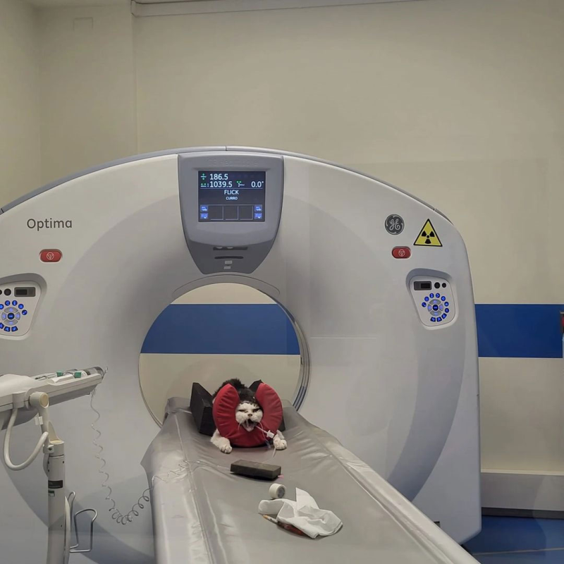 Images Clinica Veterinaria Cavalli DR. Federico