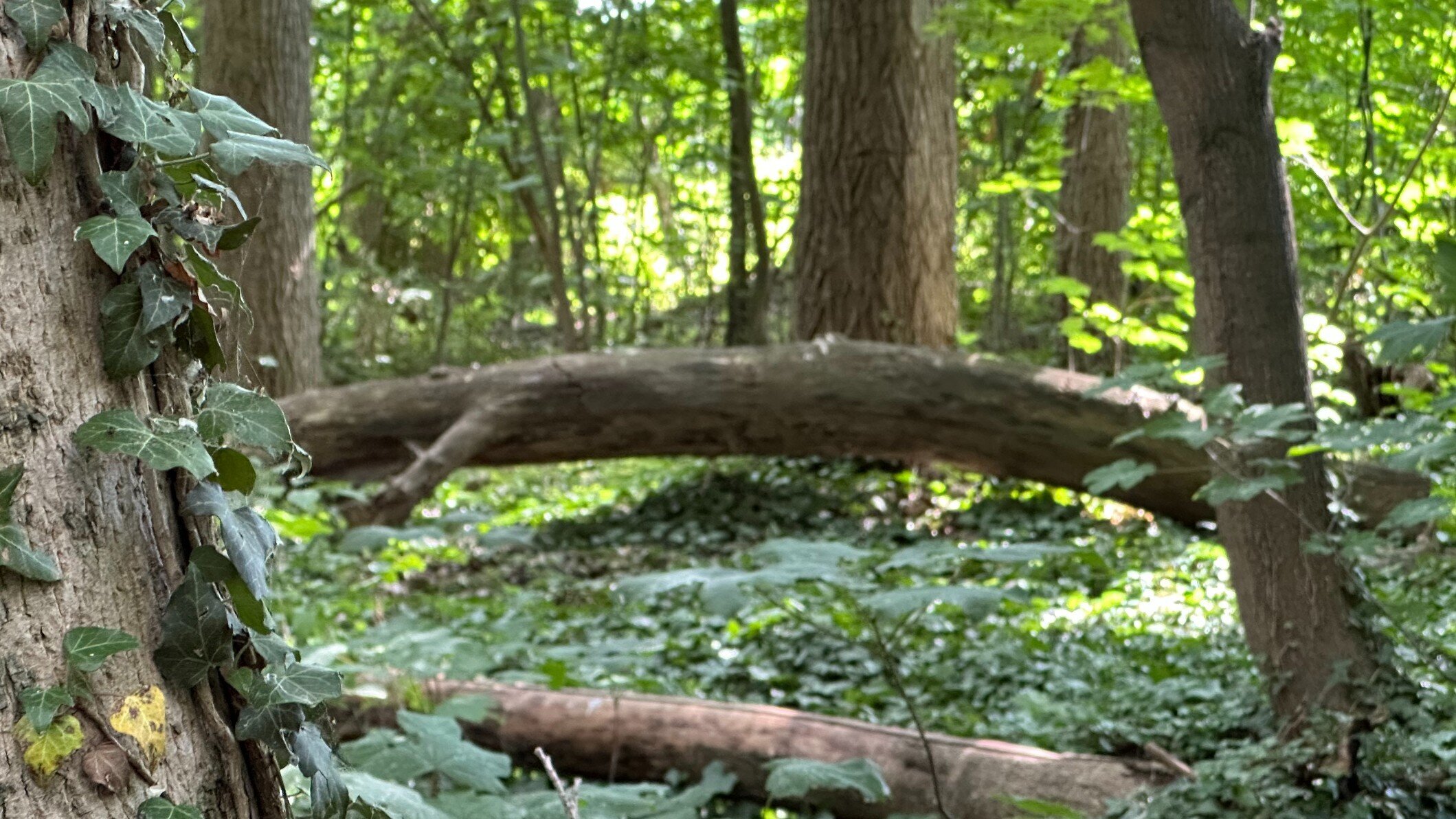 ICH Zeit pur! ...in der Natur, Mößlitz 30A in Zörbig