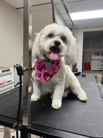 Images Megnificent Pet Grooming