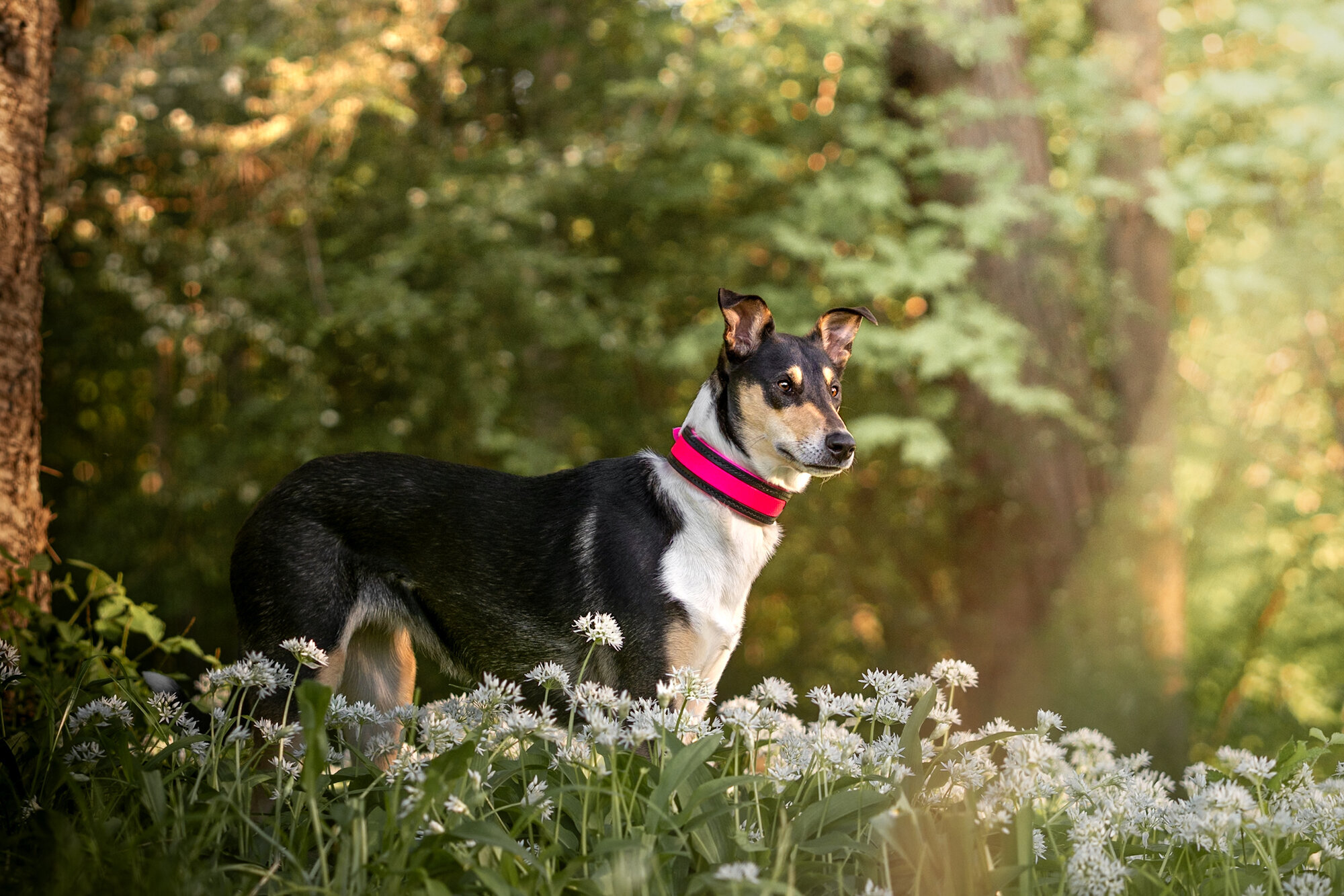 Dog Couture by Lisa in Eppstein