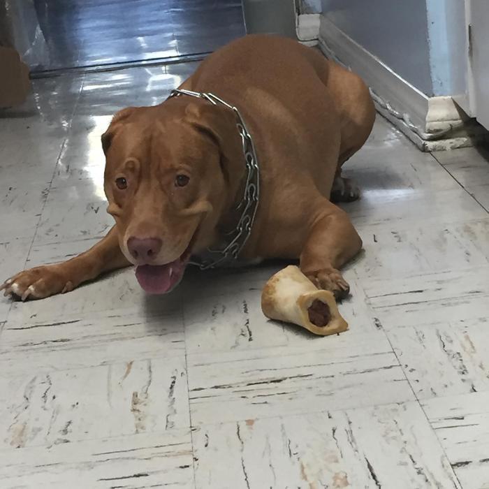 Images Melrose La Brea Animal Hospital