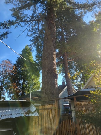 Images California Professional Tree Service