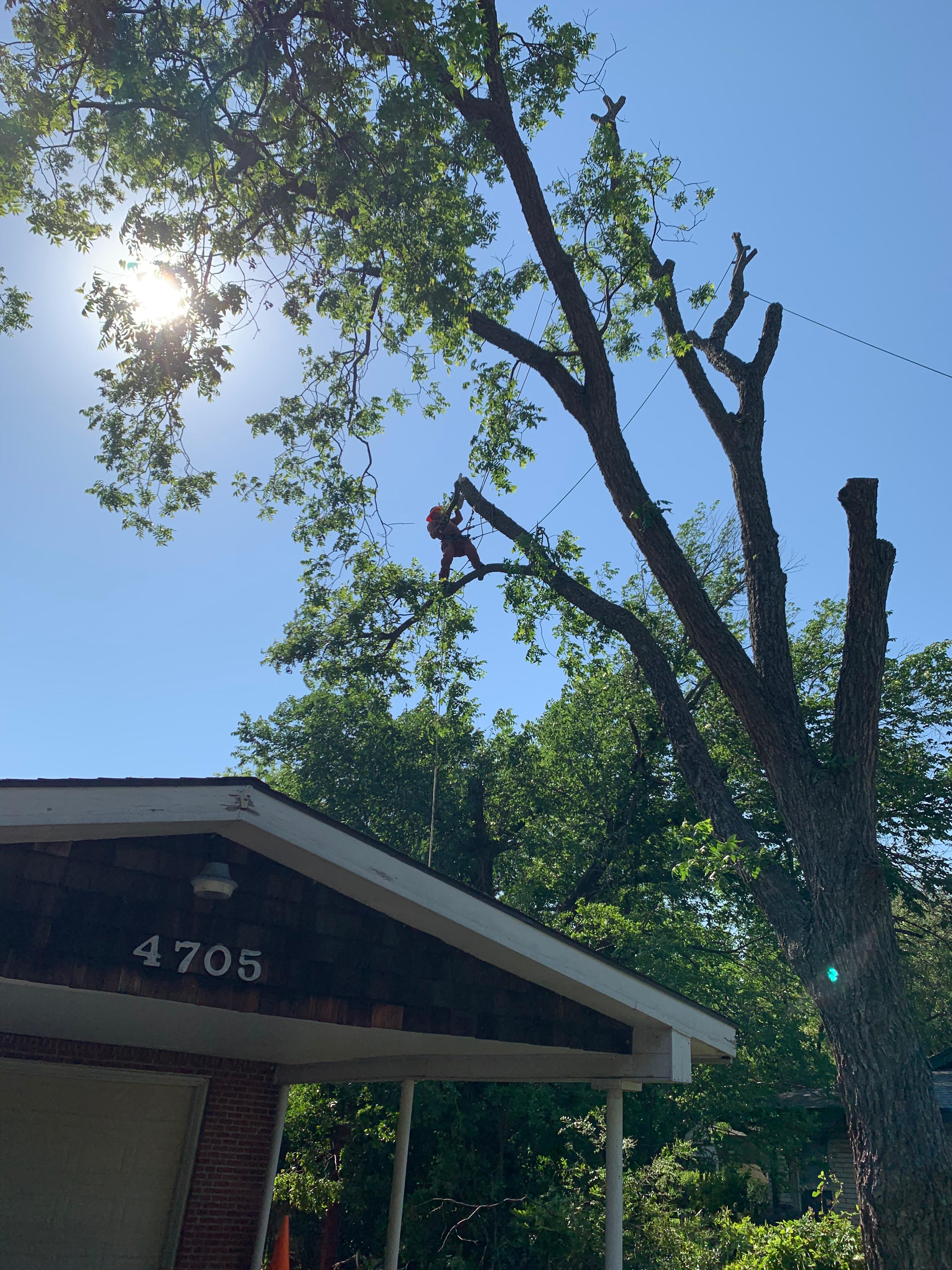 Classic Cuts Tree Trimming And Removal Photo