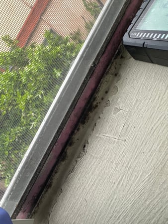 Images 24H Mold Inspection of Los Angeles