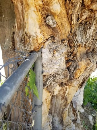 Images Utah Stump Grinding LLC