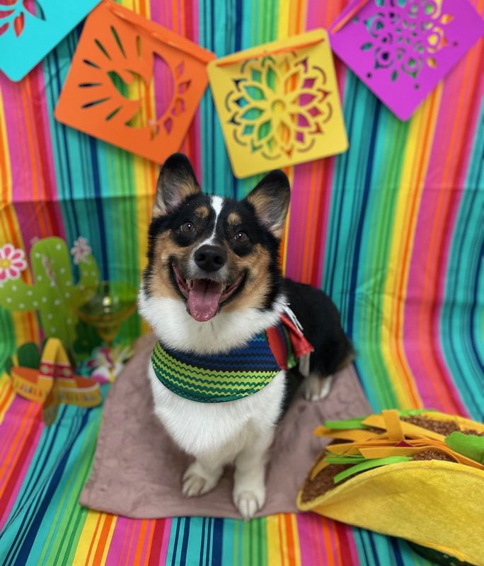 fido fido Dog Daycare & Boarding Image