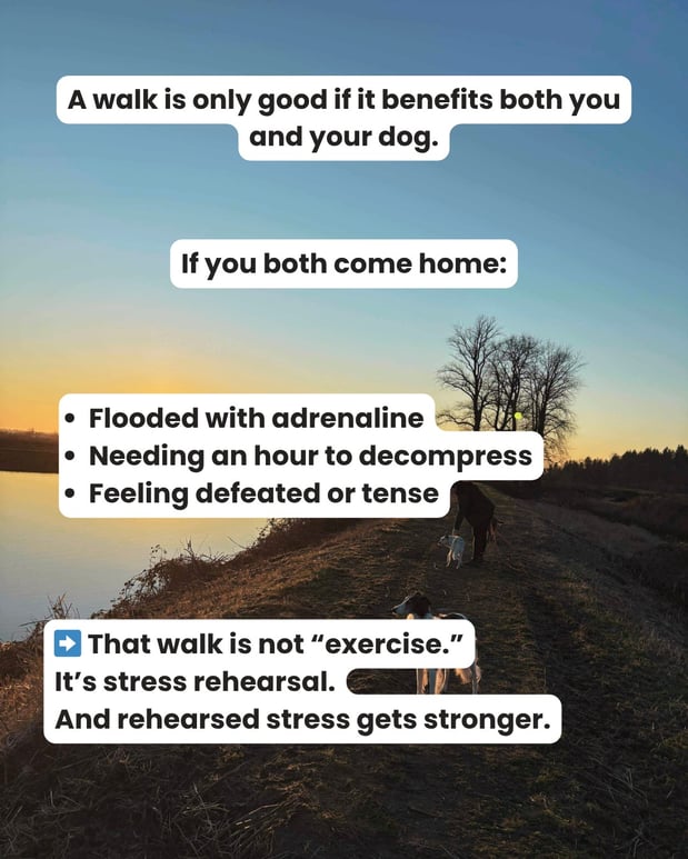 Images South Paw Doggie Daycare & Training Center