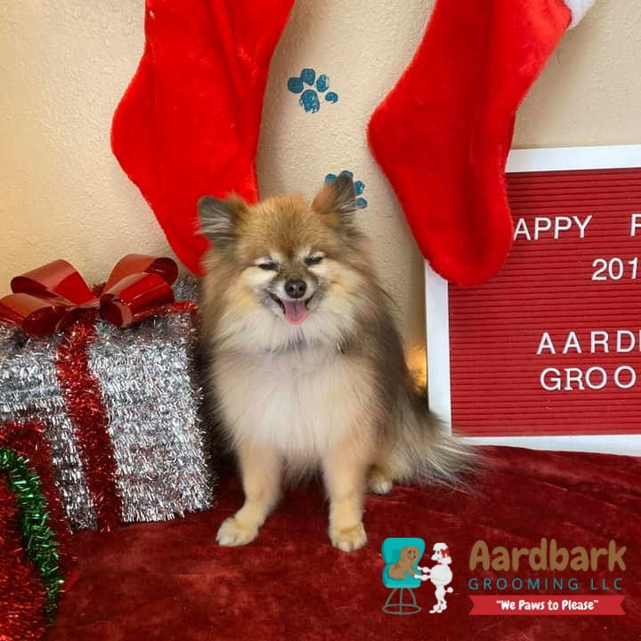 Aardbark Grooming Photo