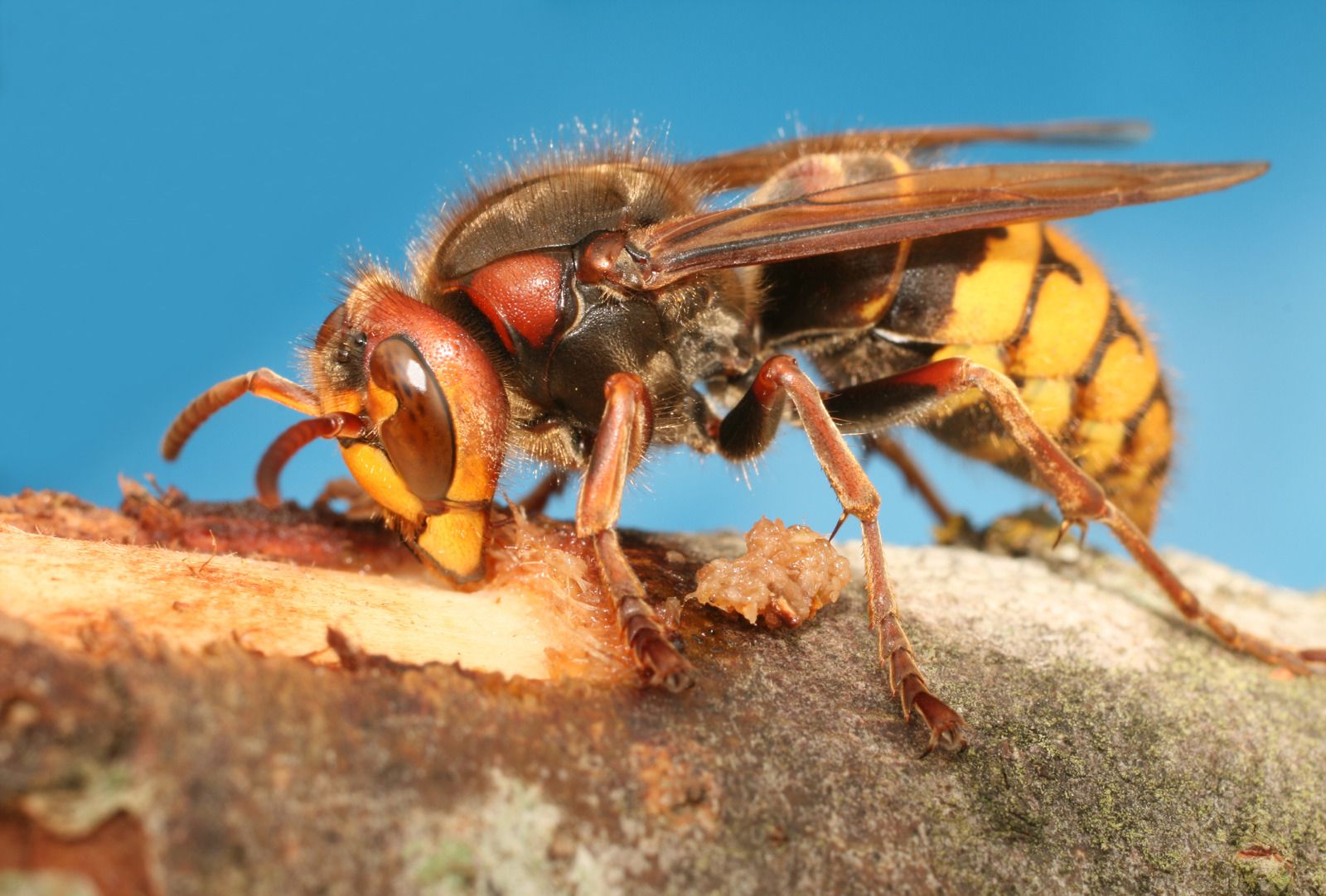 Close-up macro image of a large hornet standing on a tree branch, showing detailed body features including wings, antennae, and striped abdomen, commonly associated with stinging insect pests.